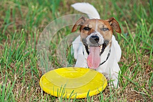 Jack Russel terrier lays on the grass with yellow plastic disk.