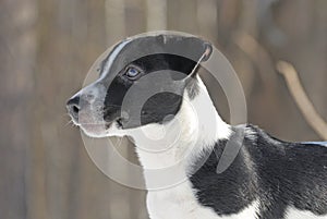 Jack Russel Terrier, portrait