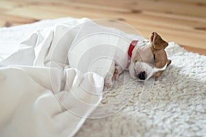 Jack russel terrier puppy