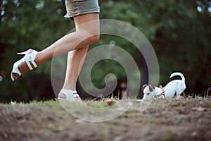 Jack Russel Terrier Puppy