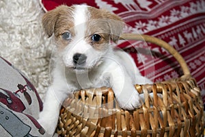 Jack russel terrier puppy