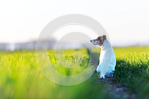 Jack russel terrier puppy on green field
