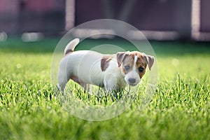 Jack russel terrier puppy on green lawn