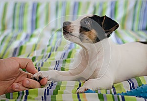 Jack russel terrier puppy is lying on the bed with colorful linens and the human`s hand keeping dog`s paw