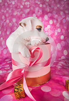 Jack russel terrier puppy in a pink present box