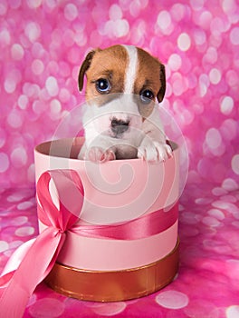 Jack russel terrier puppy in a pink present box