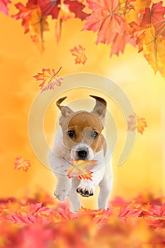 Jack Russel Terrier puppy playing in autumn