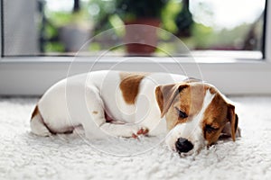Jack russel terrier puppy sleeping on white carped