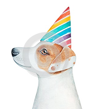 Jack Russel Terrier puppy wearing cute rainbow party hat, decorated with red, orange, yellow, green, blue and purple stripes.