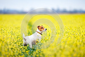 Jack russel terrier puppy on yellow rapeseed flower meadow