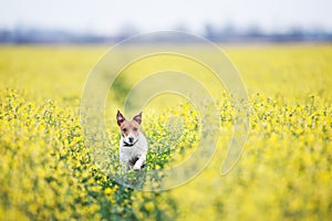 Jack russel terrier puppy on yellow rapeseed flower meadow