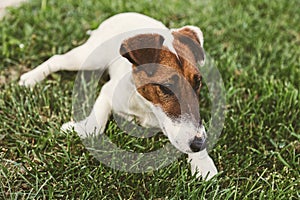 Jack Russel Terrier resting in a field