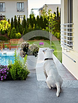 Jack russel terrier sitting in the enterance of a villa