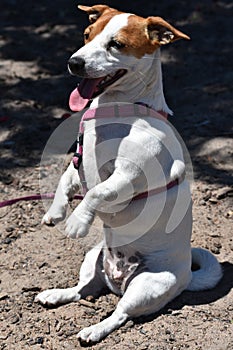 Jack Russel Terrier sitting on his hind legs