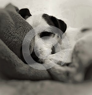 Jack Russel Terrier sleeping