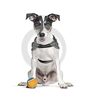 Jack russel terrier wearing an  harness