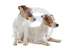 Jack russel terriers