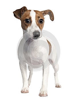 Jack russell (10 months old)