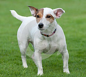 Jack Russell