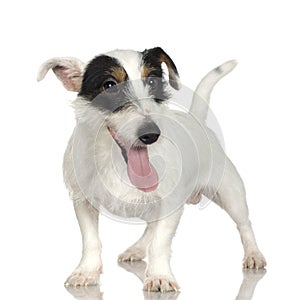 Jack russell (12 month)