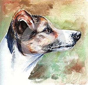 Jack russell