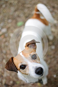 Jack Russell