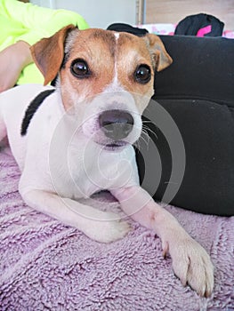 Jack Russell 3 years old