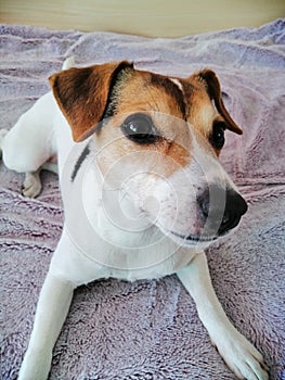 Jack Russell 3 years old