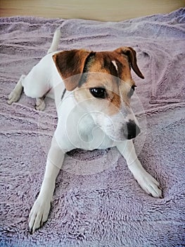 Jack Russell 3 years old