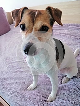 Jack Russell 3 years old