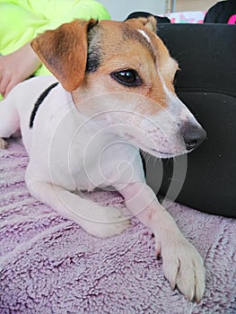 Jack Russell 3 years old