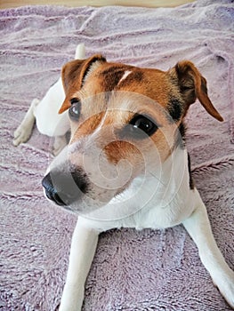 Jack Russell 3 years old