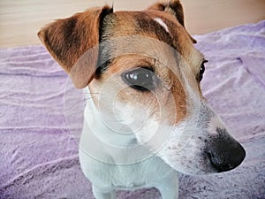 Jack Russell 3 years old