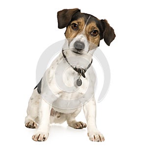 Jack russell (4 years) photo