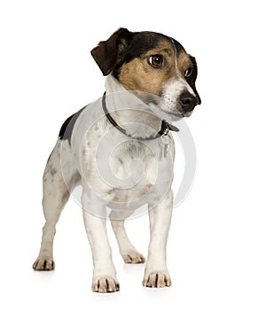 Jack russell (4 years)