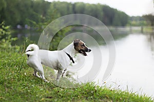 Jack Russell on the banks of the river