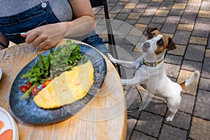 Jack Russell begging the owner in a street cafe. Woman having breakfast in dog friendly outdoor cafe.