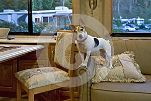 Jack Russell on Couch