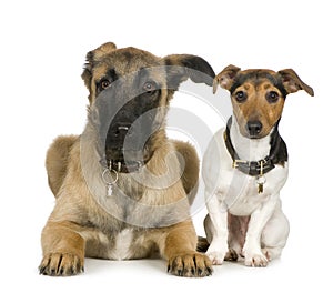 Jack russell and Crossbreed dog