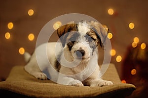 Jack russell cute little puppy portrait