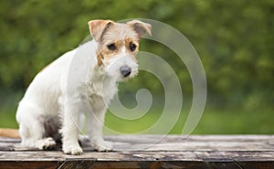 Jack russell cute pet puppy sitting on a bench