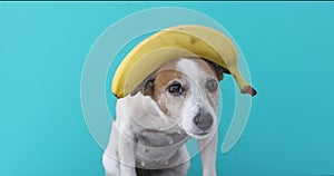 Jack russell dog balancing banana on head and a fruit falls