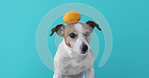 Jack russell dog balancing a tangerine on the head