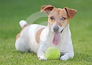 Jack Russell dog with ball photo