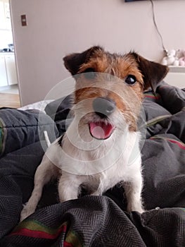 Jack russell photo