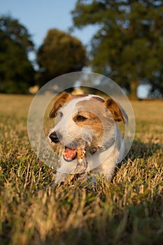 JACK RUSSELL DOG CHEWING A STICK LYONG DOWN ON GRASS SUNSET