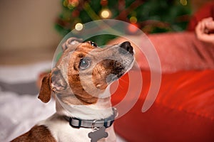 Jack Russell dog at the Christmas