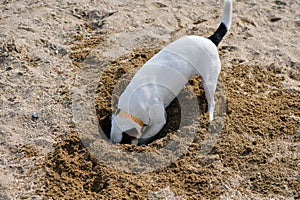 Jack russell dog digging a hole in the sand at the beach, ocean shore behind