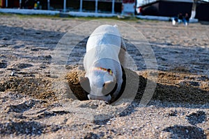 Jack russell dog digging a hole in the sand at the beach, ocean shore behind