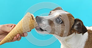 Jack russell dog eating ice cream on a cone waffle